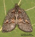 Hymenodria mediodentata - Hodges#7278 - Hymenodria mediodentata