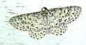 Hymenomima umbellularia - Hodges#6617.5 - Hymenomima umbellularia