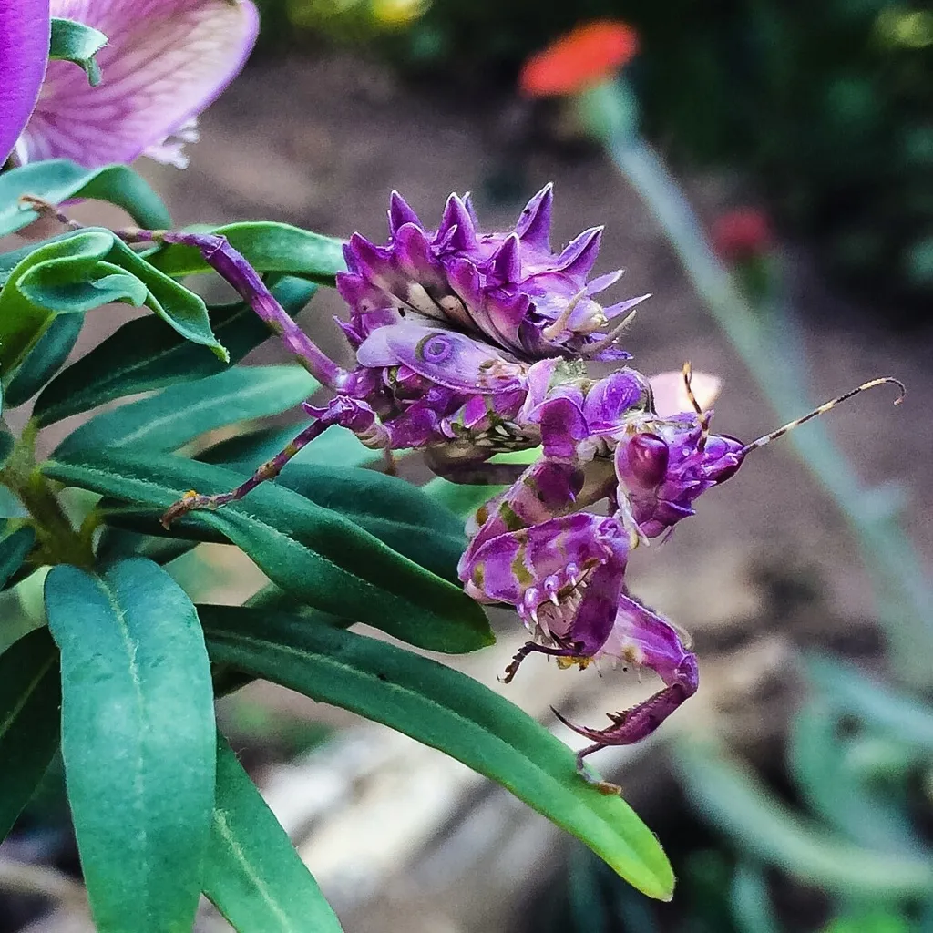 Flower Mantises - photo 2
