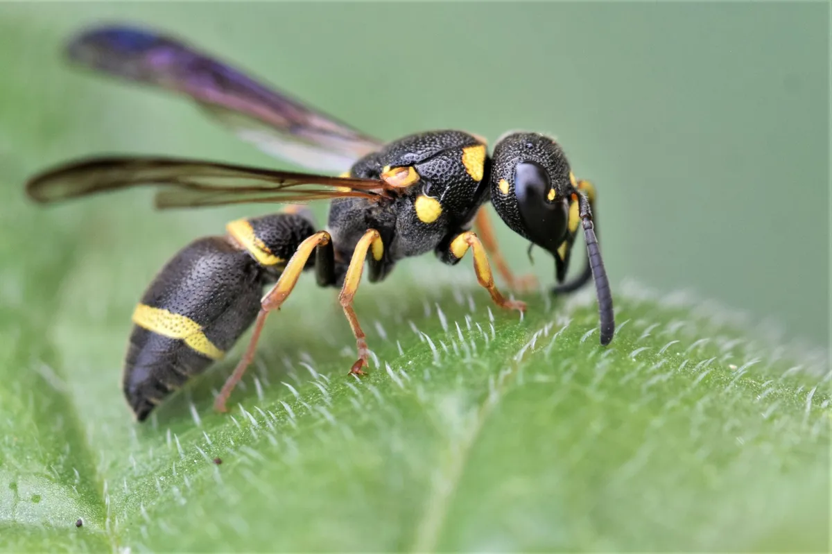 Ants, Bees, Wasps and Sawflies - photo 2