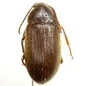 Hymenorus arkansanus