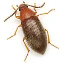 Hymenorus densus - photo 2