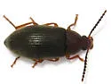 Hymenorus densus - photo 4