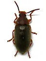 Hymenorus densus - photo 5