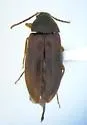 Hymenorus discretus