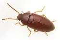 Hymenorus dissensus - photo 2