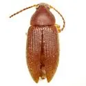Hymenorus dissensus - photo 3