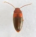 Hymenorus dorsalis