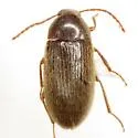 Hymenorus dubius