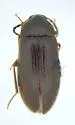 Hymenorus illusus