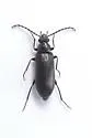 Hymenorus megops