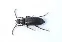 Hymenorus megops - photo 2