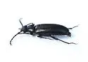 Hymenorus megops - photo 3