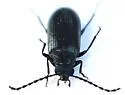 Hymenorus megops - photo 4