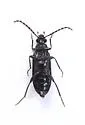 Hymenorus megops - photo 5