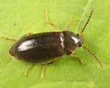 Hymenorus niger