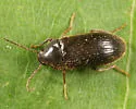 Hymenorus niger - photo 2
