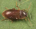 Hymenorus niger - photo 3
