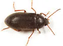 Hymenorus obesus