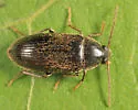 Hymenorus obesus - photo 2