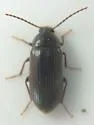 Hymenorus obesus - photo 3