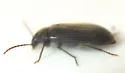 Hymenorus obesus - photo 4