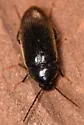 Hymenorus obesus - photo 5