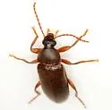Hymenorus occidentalis - photo 2