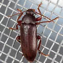 Hymenorus occidentalis - photo 3