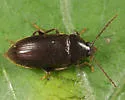 Hymenorus picipennis