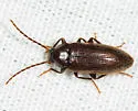 Hymenorus picipennis - photo 2
