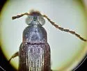 Hymenorus sinuatus - photo 2
