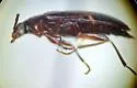 Hymenorus sinuatus - photo 3