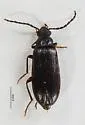 Hymenorus sinuatus - photo 4