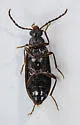 Hymenorus sinuatus - photo 5