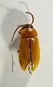 Hymenorus sp-one-calif - photo 2