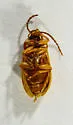 Hymenorus sp-one-calif - photo 3
