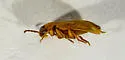 Hymenorus sp-one-calif - photo 4