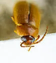 Hymenorus sp-one-calif - photo 5