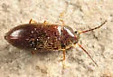 Hymenorus sp-two-eastern - Hymenorus sp-two-eastern