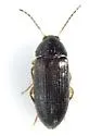 Hymenorus sp-two-eastern - photo 2