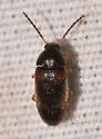 Hymenorus sp-two-eastern - photo 3