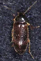 Hymenorus sp-two-eastern - photo 4