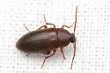 Hymenorus sp-two-eastern - photo 5
