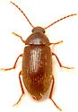 Hymenorus texensis - Hymenorus texensis