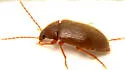 Hymenorus texensis - photo 2
