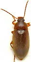 Hymenorus texensis - photo 3