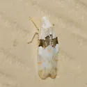Hymetta balteata