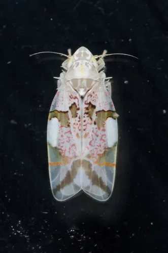 Hymetta trifasciata