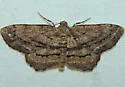 Brenda's Hypagyrtis Moth - Hodges#6657